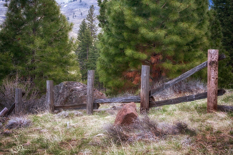 Neglected Fence