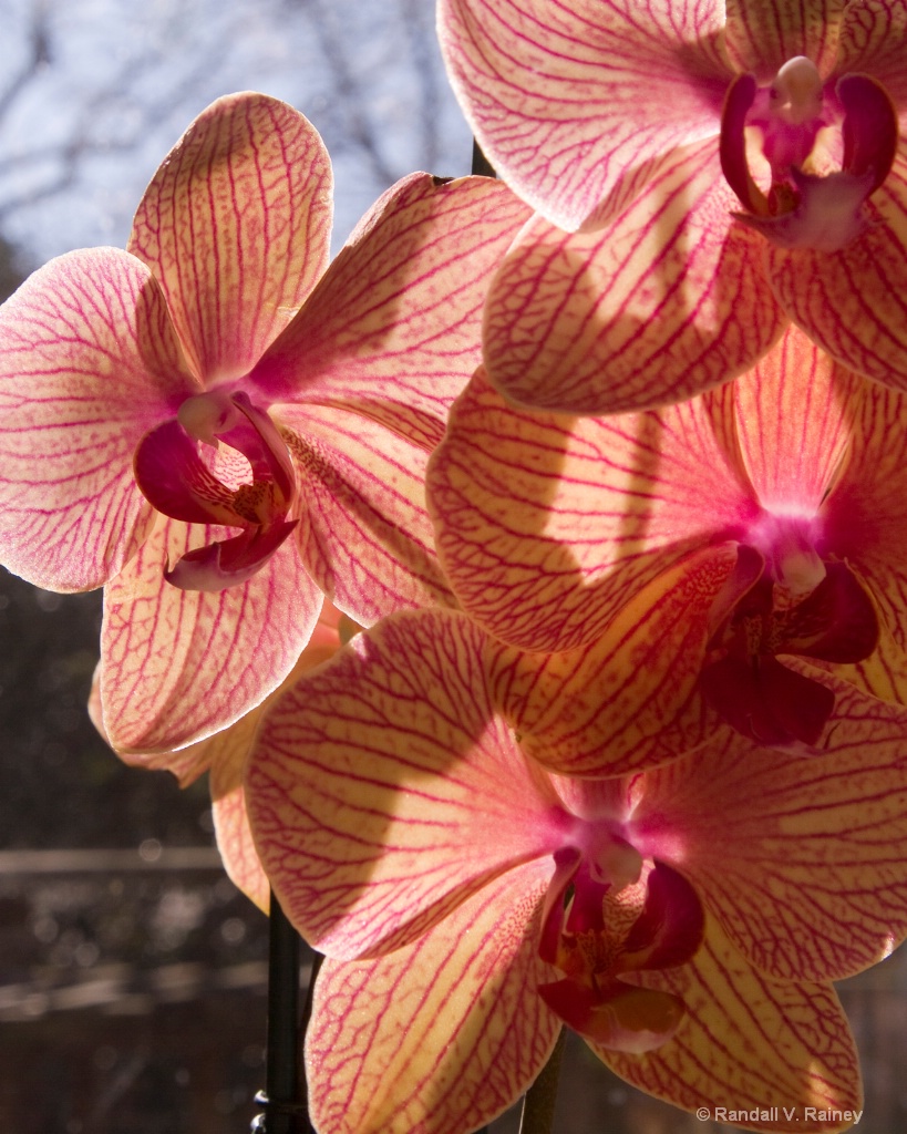 Spring Orchid