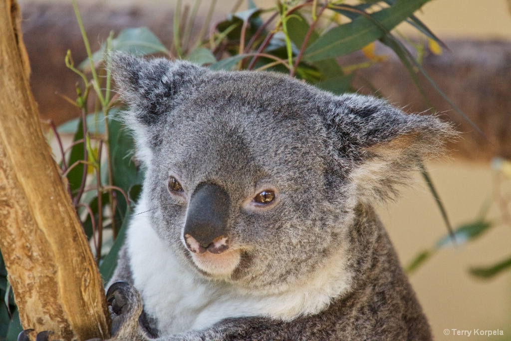 Koala Bear - ID: 15351960 © Terry Korpela