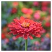 zinnia confetti