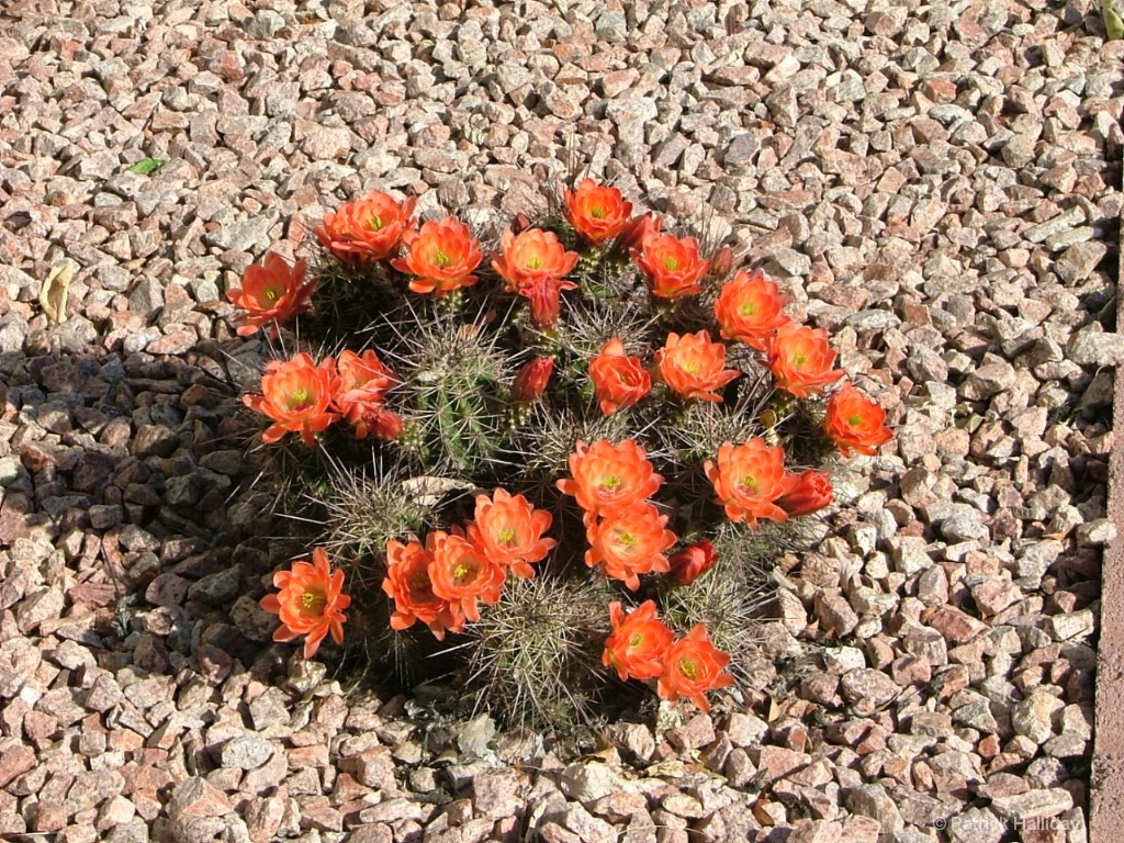 img6