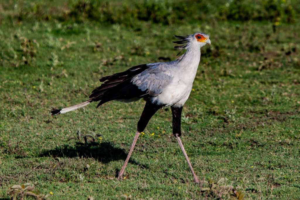 Secretary Bird, Tanzania