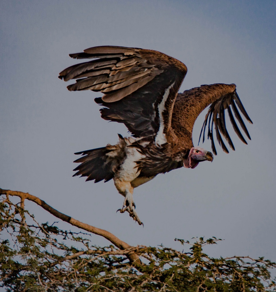 Vulture, Tanzania