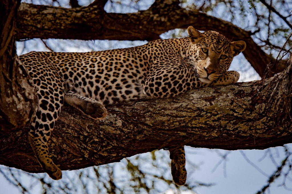 Leopard, Tanzania