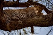 Leopard, Tanzania