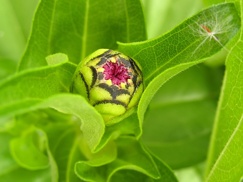 Emerging Bud