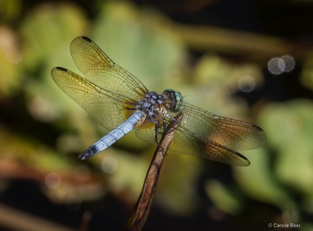 Dragonfly in the AM