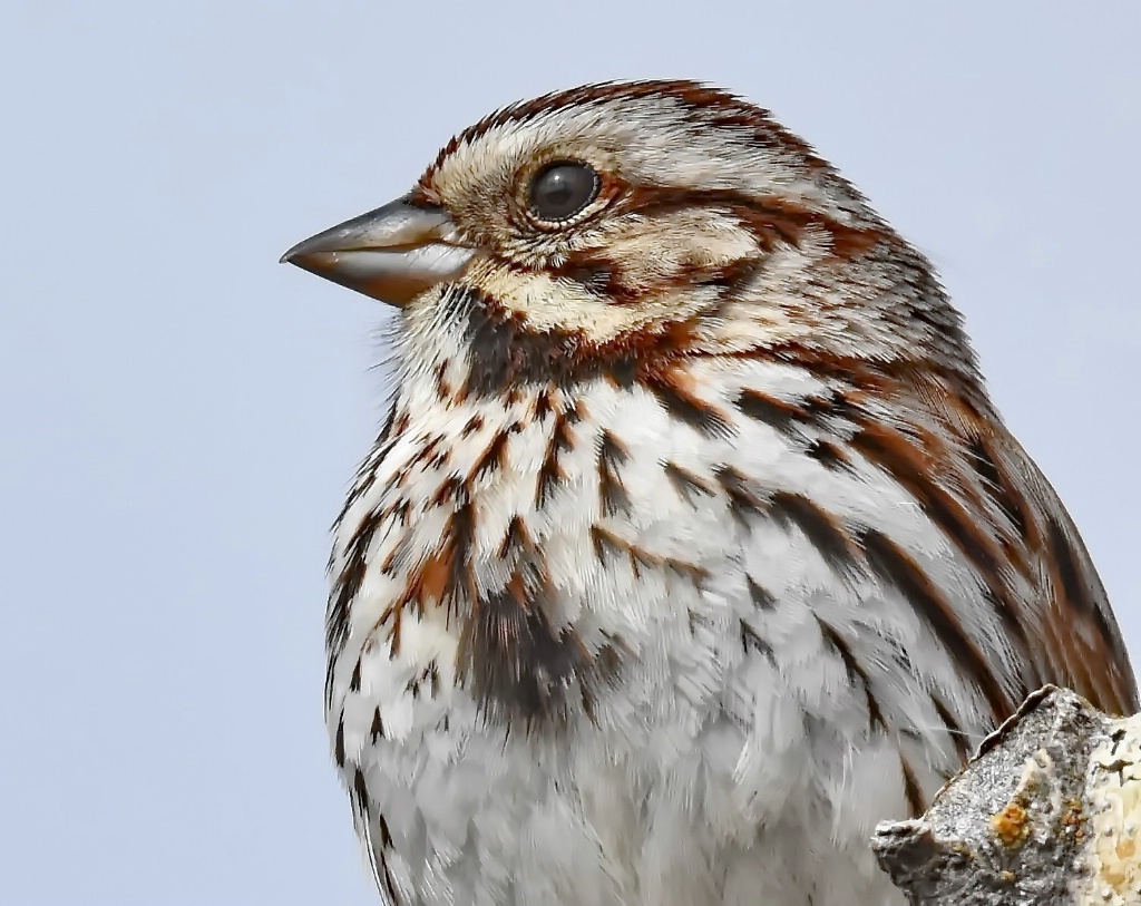 The Dainty Song Sparrow