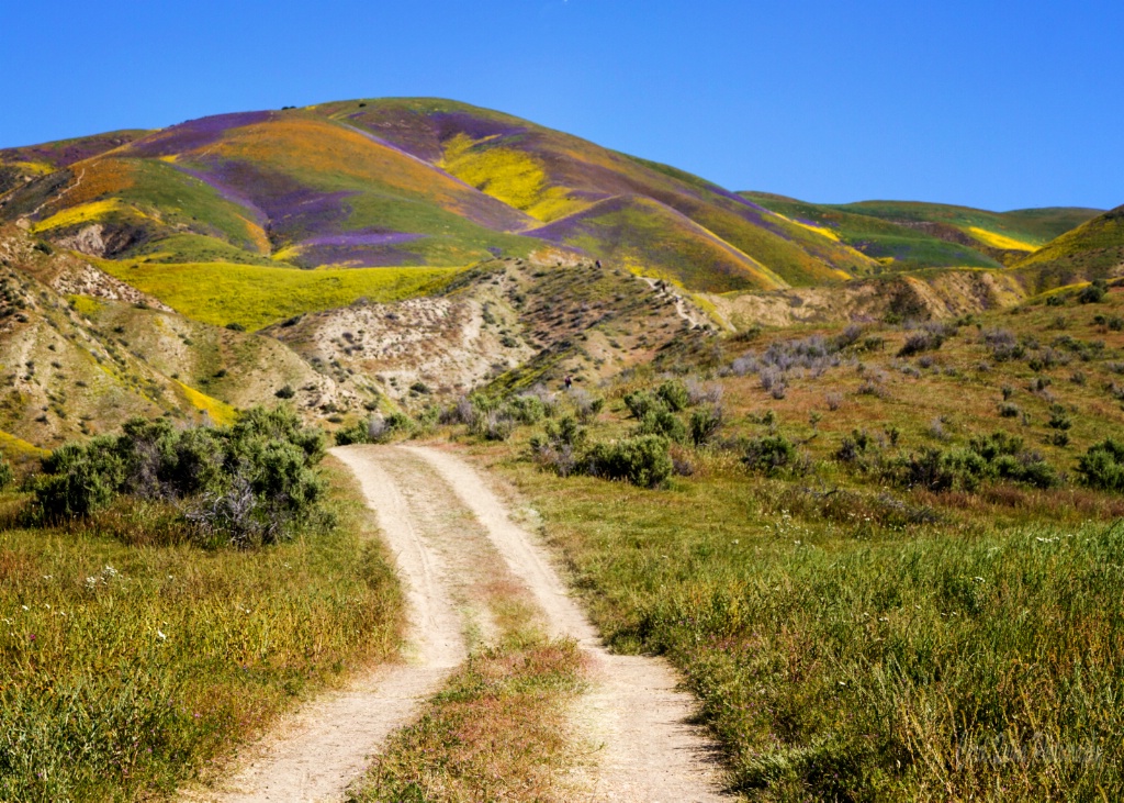 On my way to the Super Bloom