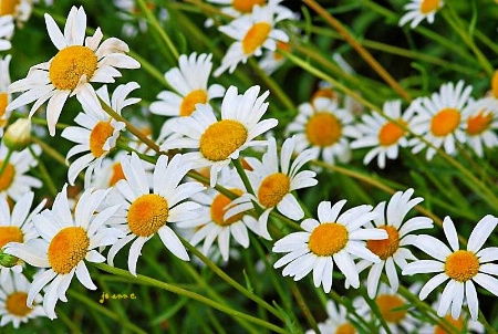 Here come the Daisies!
