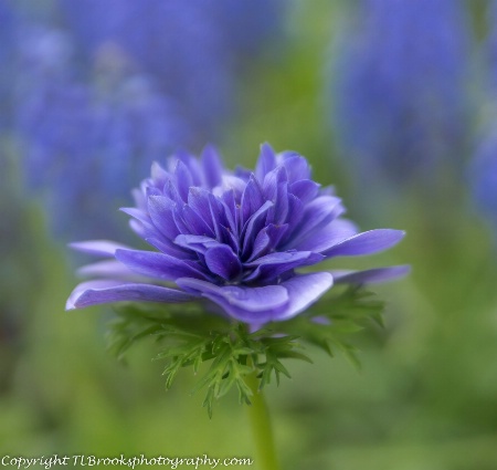 Anemone Pandora Double Blue