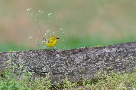 Pine Warbler and the Wildflowers