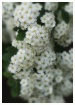 bridal veil spire...