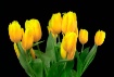 Daffodils