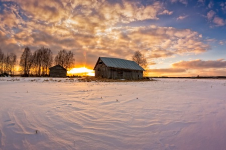 Barns And Trees In The Sunset