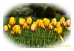 Spring Flowers