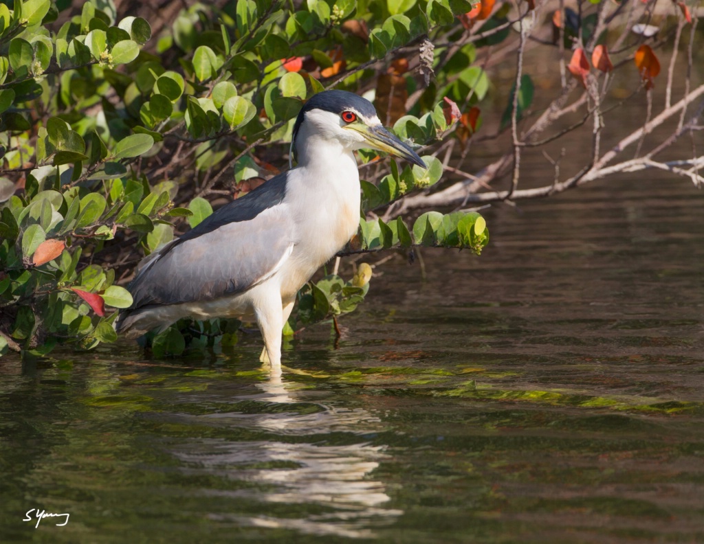 Black-crowned Night Heron - ID: 15353802 © Richard S. Young