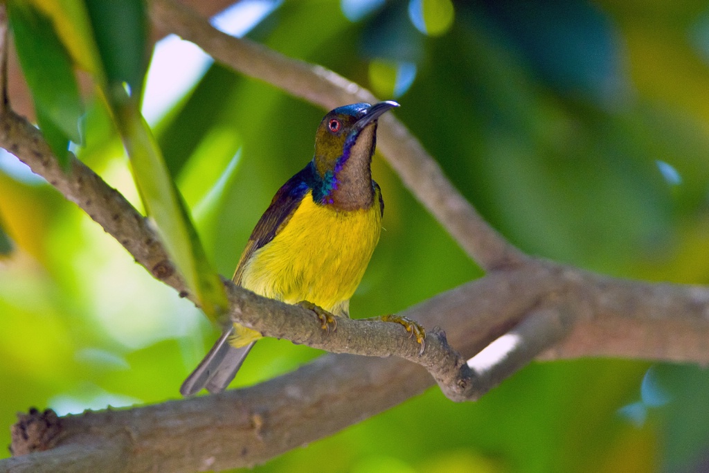 Sunbird