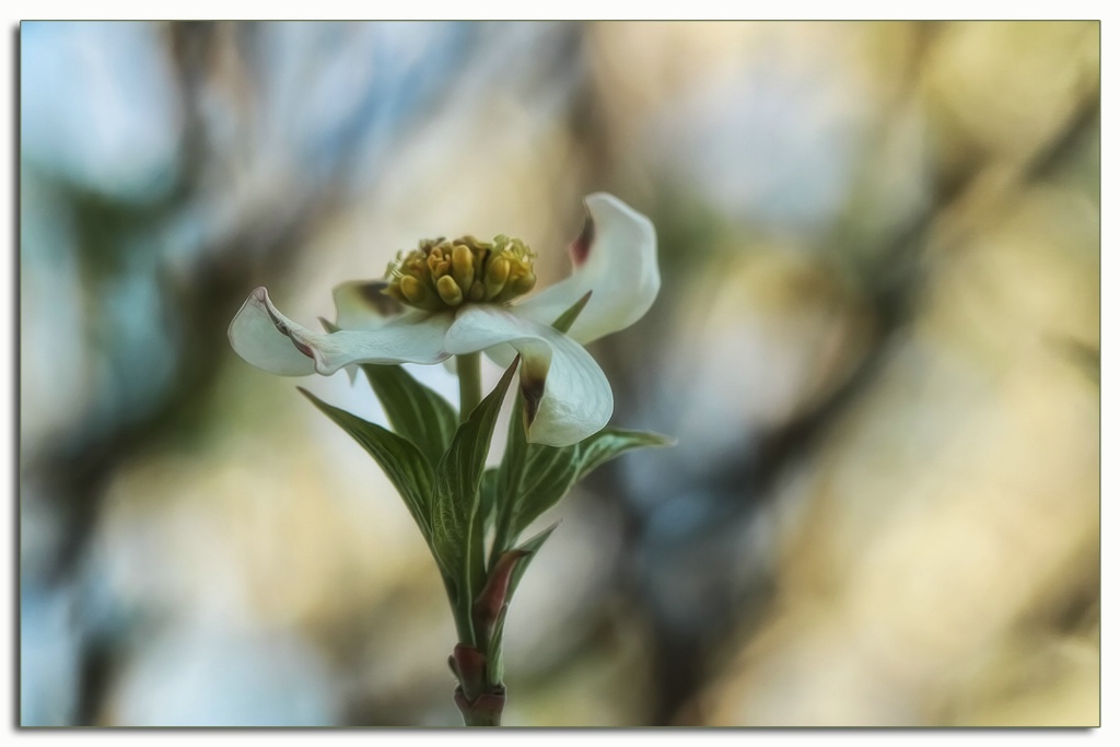 white dogwood bloom