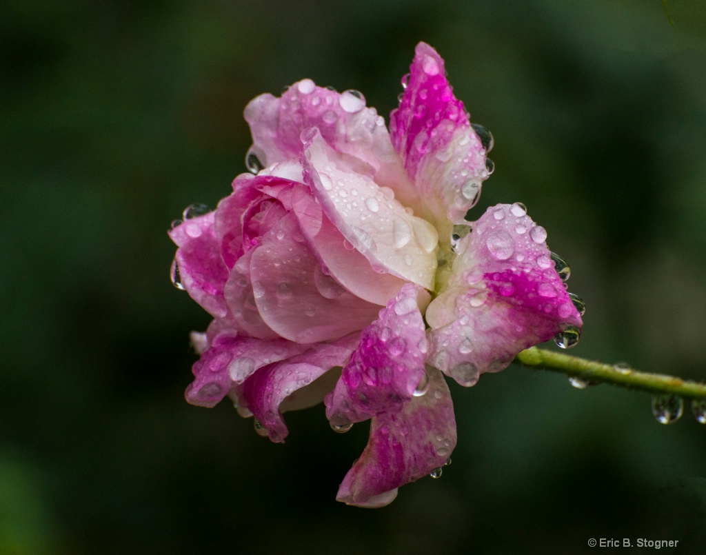Rose Petals and Droplets.