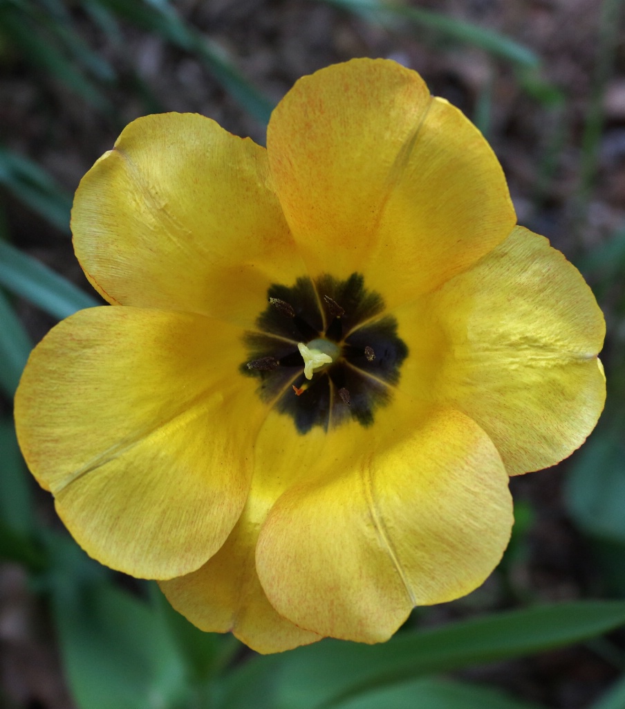 My Yellow Tulip