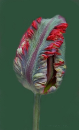 TULIP