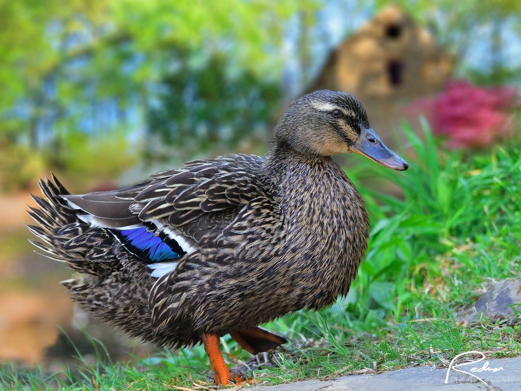 Spring Mallard II