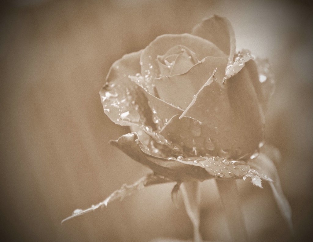 old fasioned rose