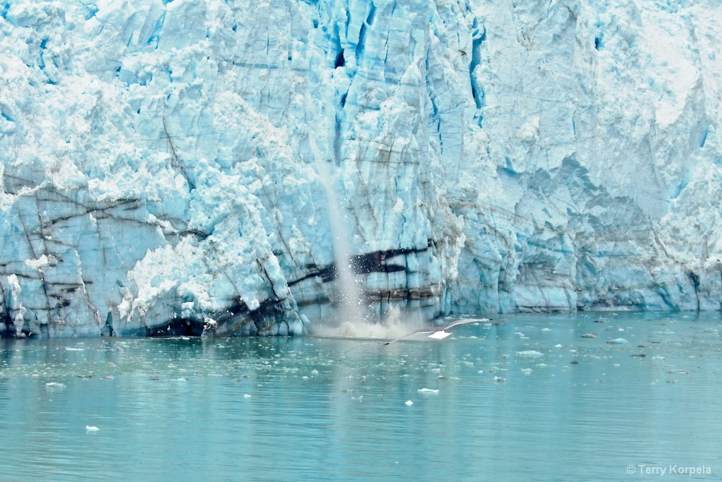 Gull flying toward Glacier Calving - ID: 15354914 © Terry Korpela