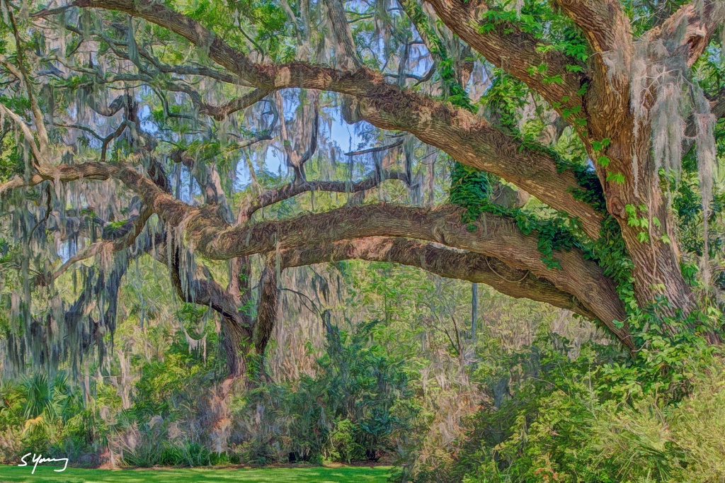 Oak Trees; Magnolia Gardens; Charleston, SC