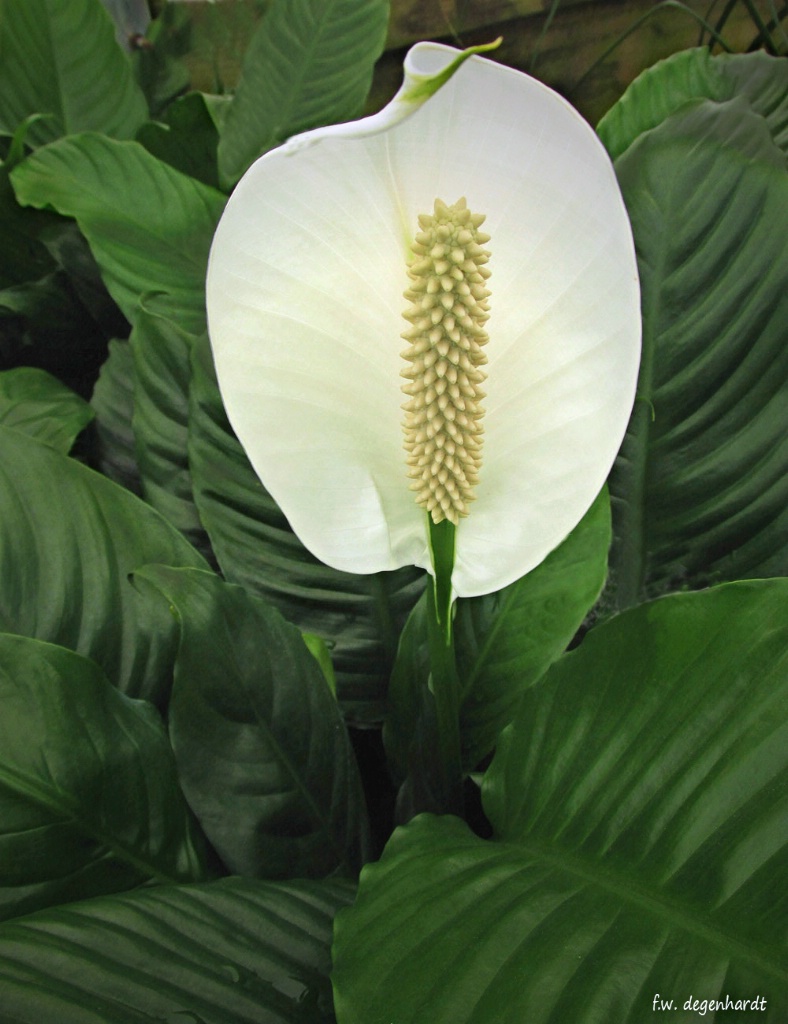 (Spathiphyllum) Peace Lily