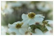 white dogwood blo...