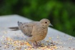 Young Dove