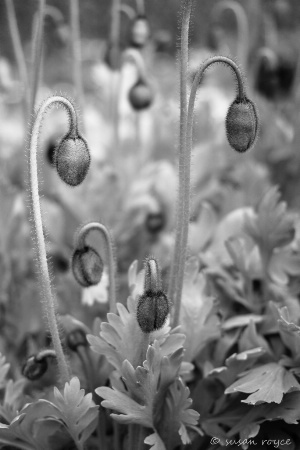 Poppy Forest