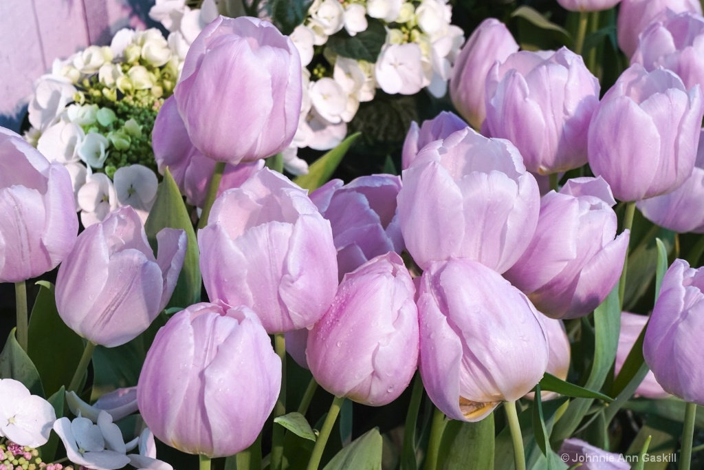 Tulips Galore--and More!