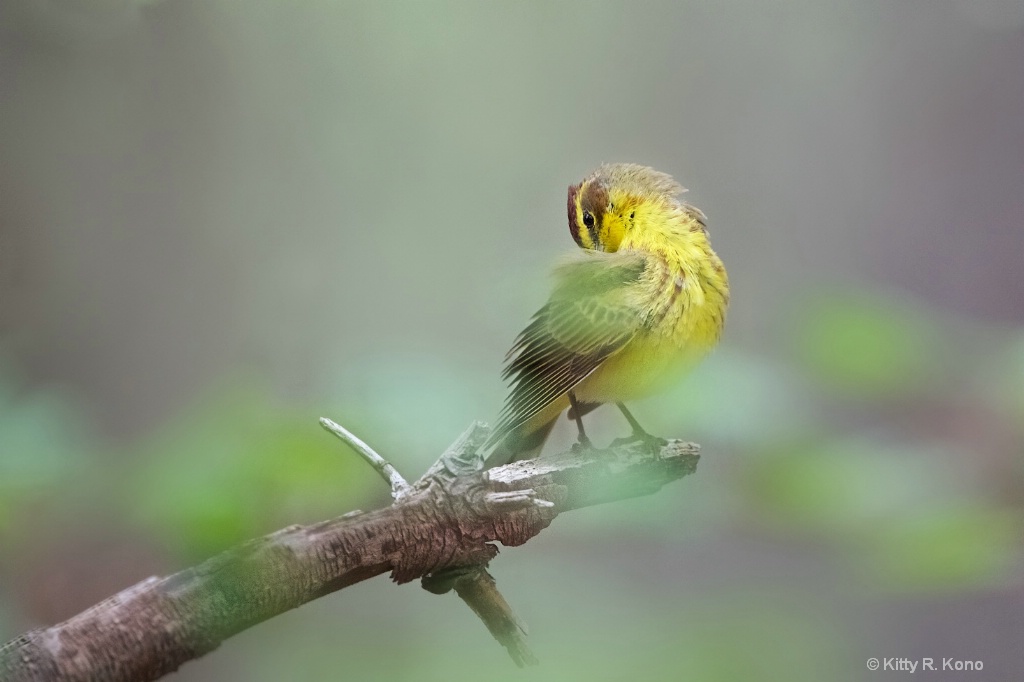 Pine Warbler Grooming  Behind the Leaves