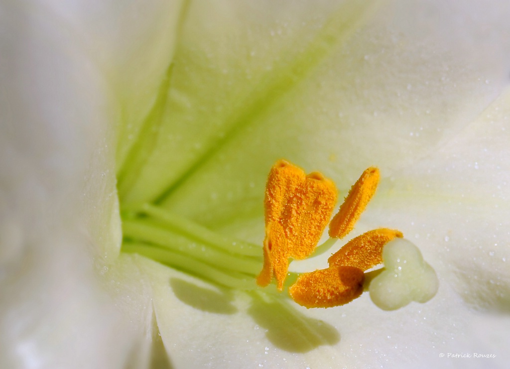 Easter Lily