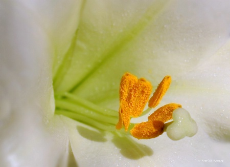 Easter Lily