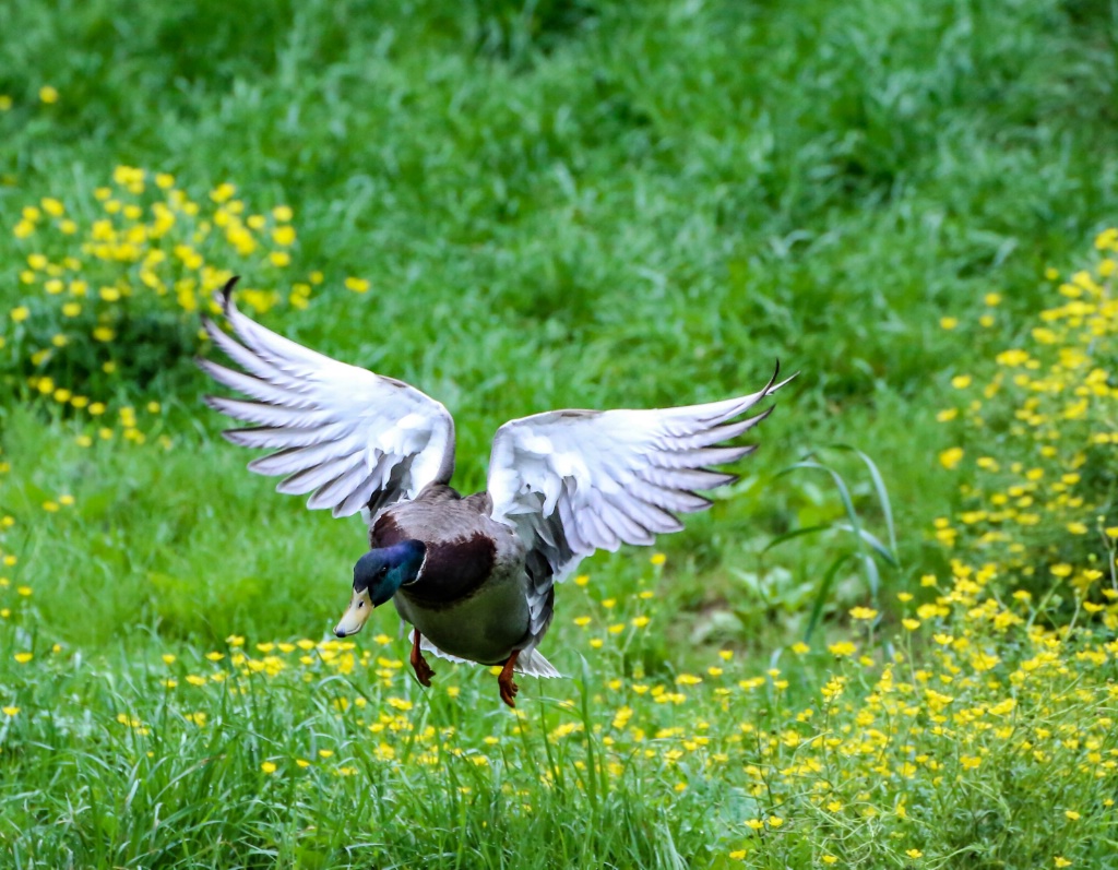 Mallard in flight