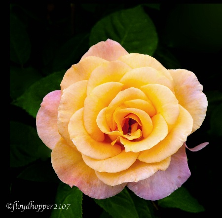 Yellow Garden Rose