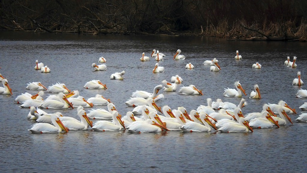 Migrating American White Pelicans