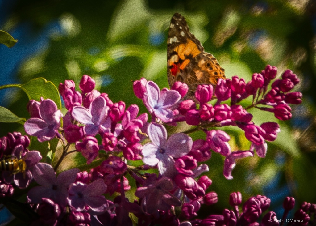 Butterfly and Lilac - ID: 15355582 © Beth OMeara