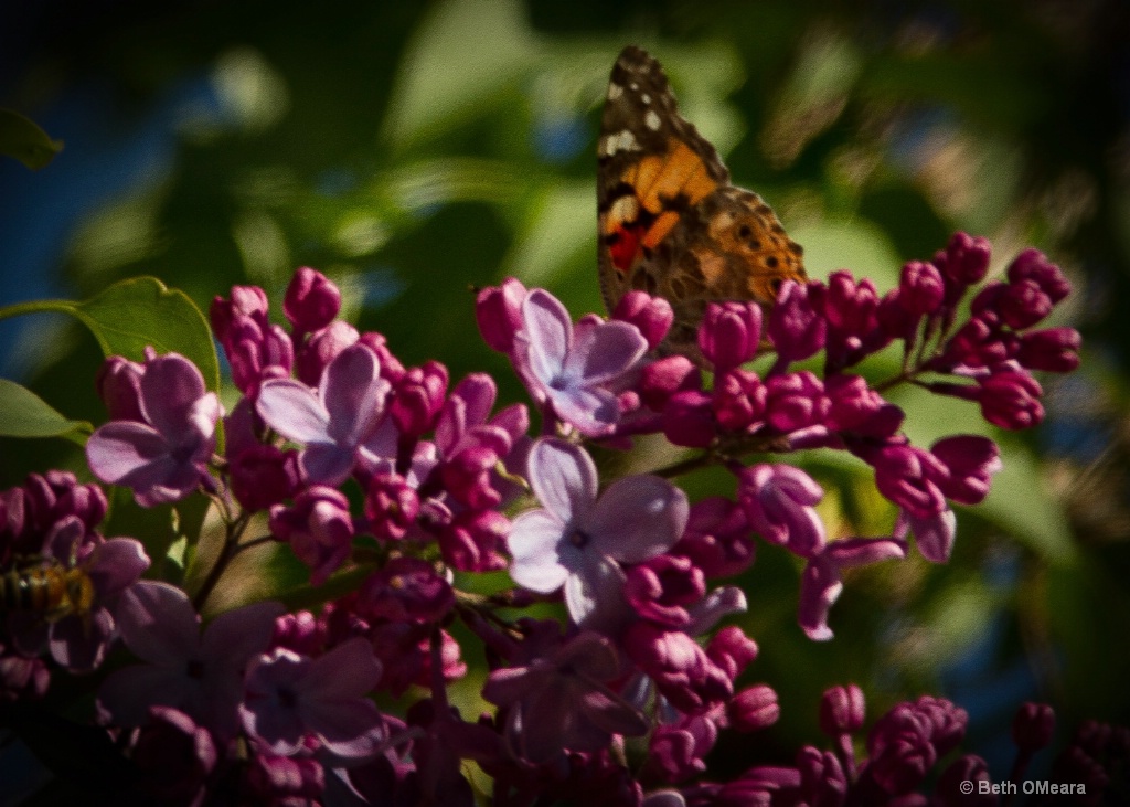 Butterfly and Lilac - Original