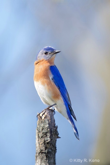 Curious Bluebird 
