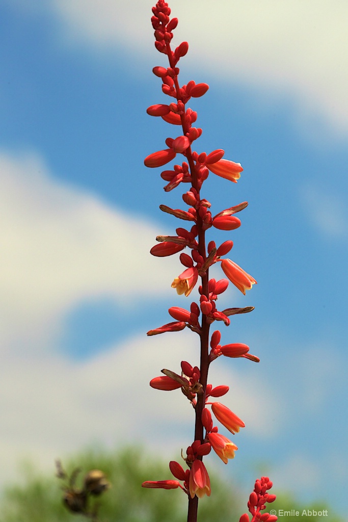 Red Yucca