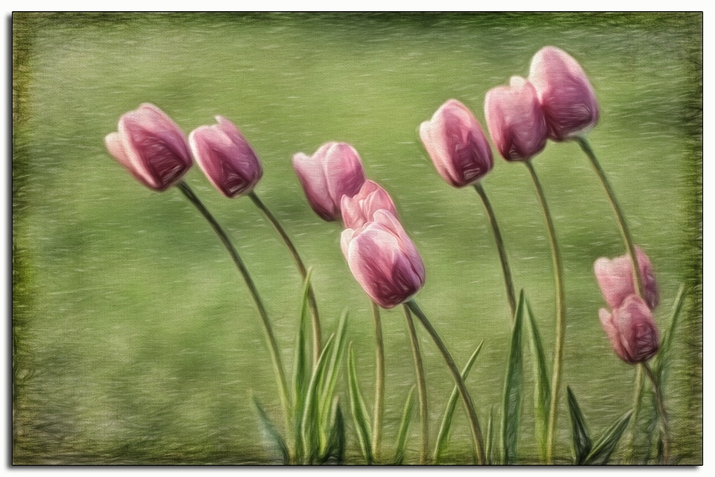 tulips 