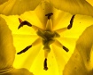 Look Inside