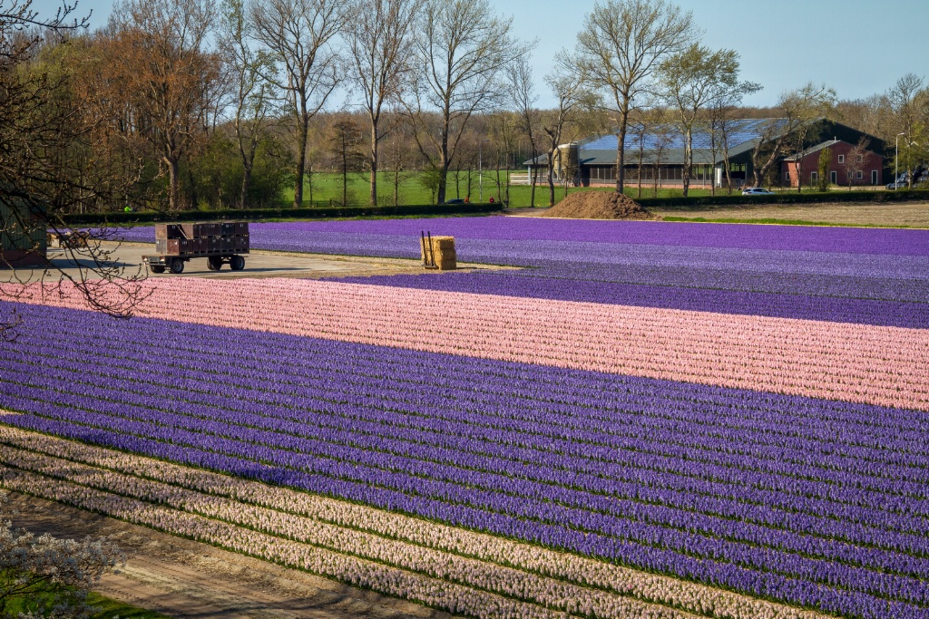 Hyacinths of Keukenhof Gardens