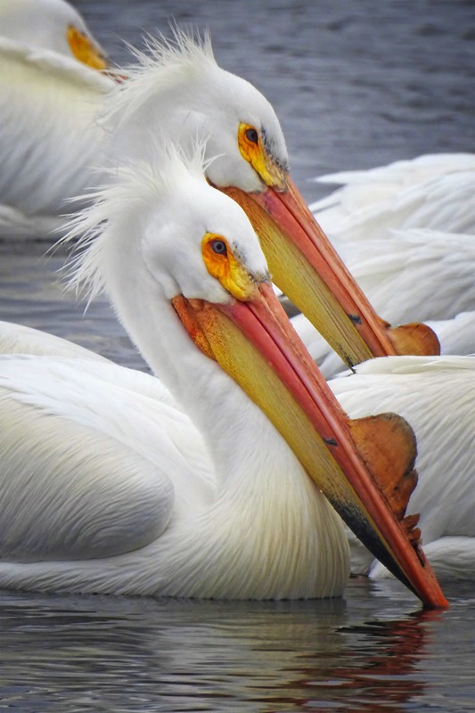 Pelican Portraits