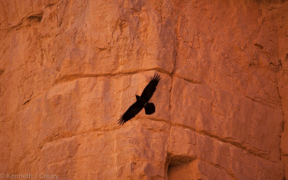 A Turkey Vulture Soars in the Grand Canyon